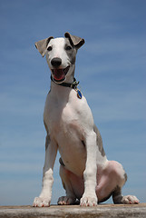 Image showing puppy whippet