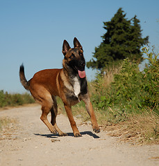 Image showing young malinois