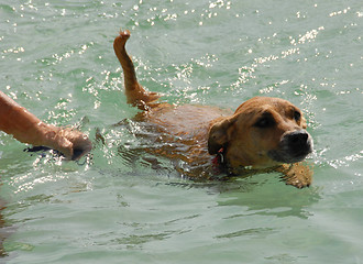 Image showing swimming dog