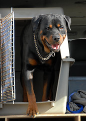 Image showing rottweiler in a box