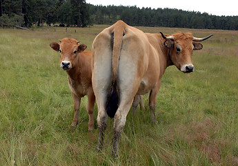 Image showing cow and calf