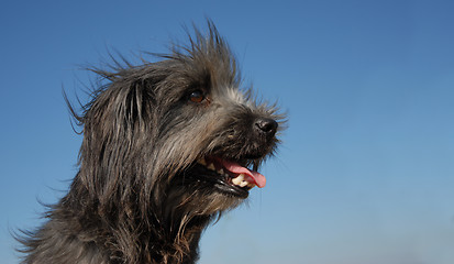 Image showing pyrenean shepherd