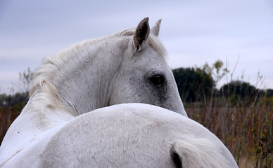 Image showing white horse