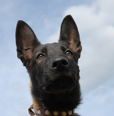 Image showing puppy malinois