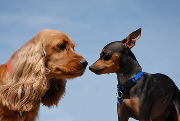 Image showing two little dogs