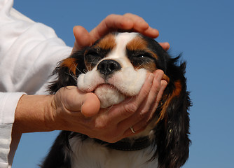 Image showing little dog and woman hand's