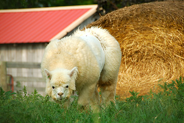 Image showing Alpaca sheep grazing in the field at the farm.