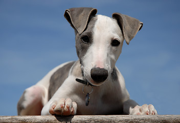 Image showing puppy whippet