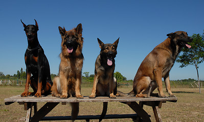 Image showing guard dogs