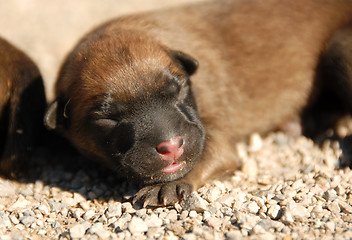 Image showing very young puppy