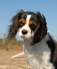 Image showing cavalier king charles