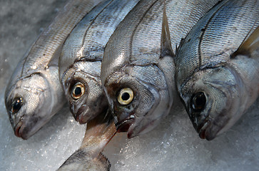 Image showing fresh fishes on ice