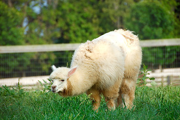 Image showing Alpaca Camel Sheep