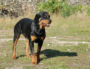 Image showing female rottweiler