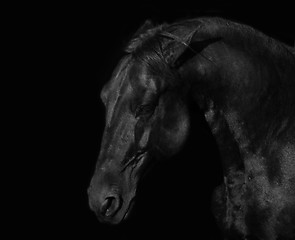 Image showing black stallion
