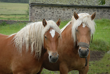 Image showing draught horses