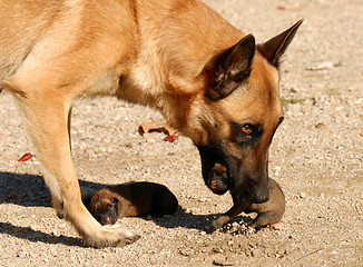 Image showing female shepherd and puppies