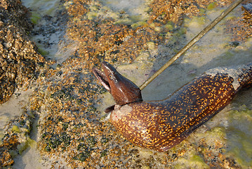 Image showing moray fishing