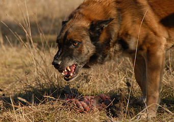 Image showing aggressive belgian shepherd