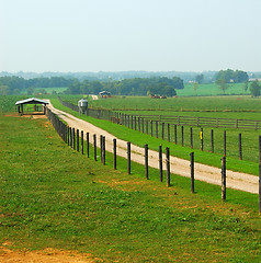 Image showing Cattle Ranch in Kentucky USA