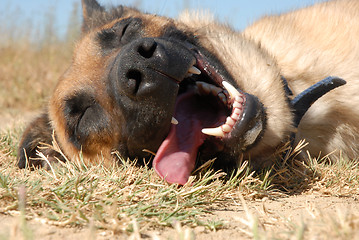 Image showing tired belgian shepherd