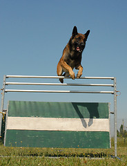 Image showing jumping malinois