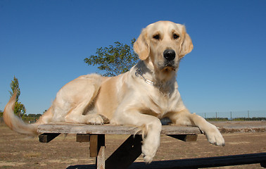 Image showing golden retriever