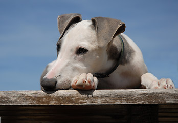 Image showing puppy whippet