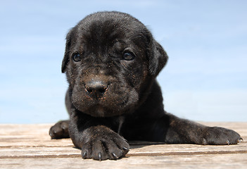 Image showing puppy cane corso