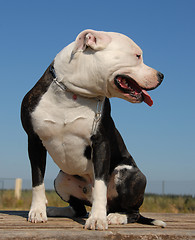 Image showing pit bull