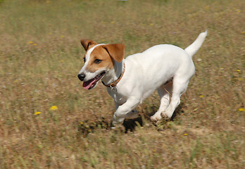 Image showing jack russel terrier