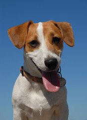 Image showing jack russel terrier