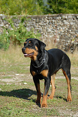 Image showing rottweiler