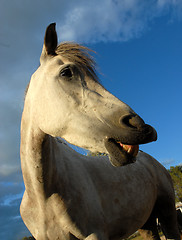 Image showing gray horse