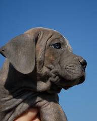 Image showing portrait of a baby dog