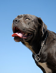 Image showing cane corso