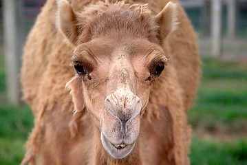 Image showing Camel Expression