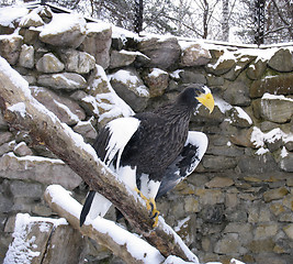 Image showing Steller's sea eagle