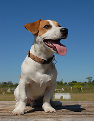 Image showing jack russel terrier