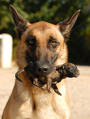 Image showing mother dog and puppy