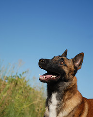 Image showing watching belgian shepherd