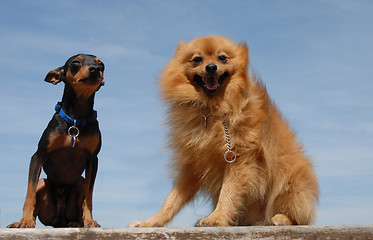 Image showing pomeranian and miniature pinscher