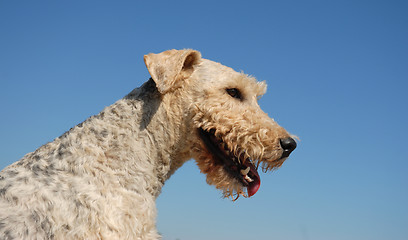 Image showing head of fox terrier