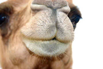 Image showing Camel Snout