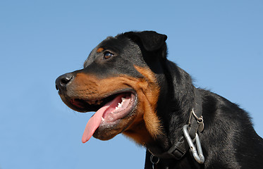 Image showing puppy rottweiler