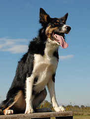 Image showing border collie