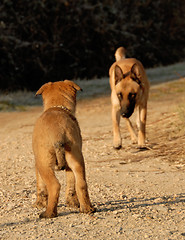 Image showing puppy waiting his mother