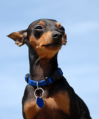 Image showing miniature pinscher