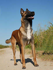 Image showing watching malinois