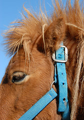 Image showing shetland pony